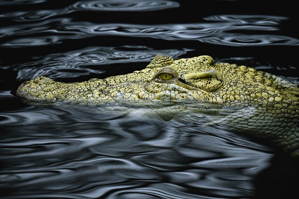 Saltwater crocodile (Crocodylus porosus)