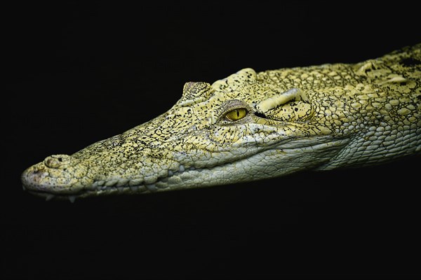 Saltwater crocodile (Crocodylus porosus)