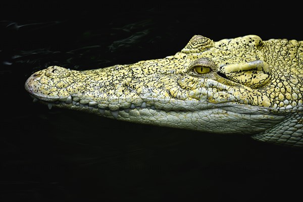 Saltwater crocodile (Crocodylus porosus)