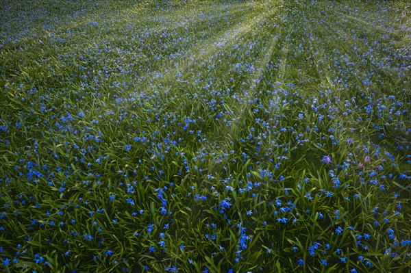 Meadow with Alpine squill (Scilla bifolia)