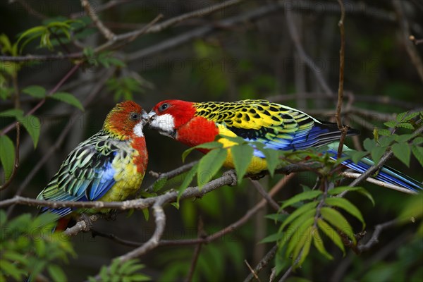 Eastern rosella (Platycercus eximius)