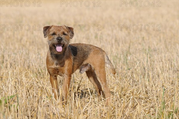 Border Terrier