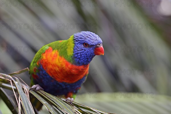 Rainbow Lorikeet (Trichoglossus haematodus)