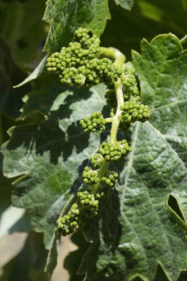 Very young grapes on old grape vines