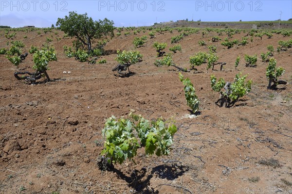 Old grape vines