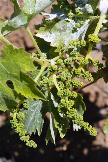 Very young grapes on old grape vines