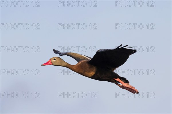 Black-bellied whistling duck (Dendrocygna autumnalis) flying