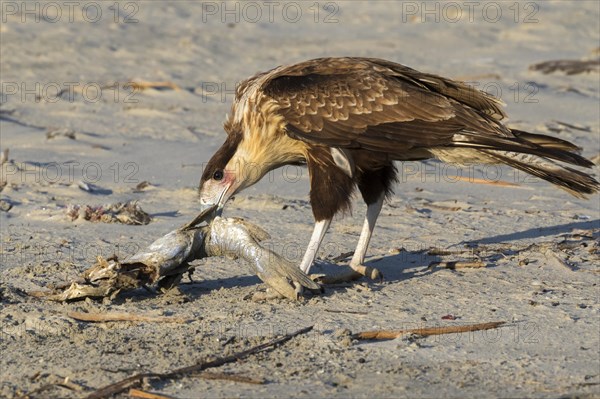 Young Crested Caracara (Caracara cheriway) with dead fish on sandy beach