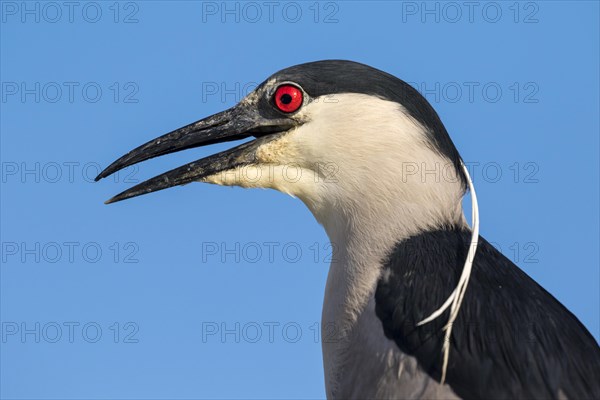 Black-crowned night heron (Nycticorax nycticorax)