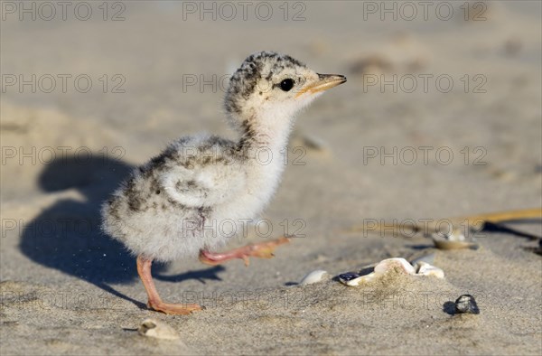 Least tern (Sternula antillarum)