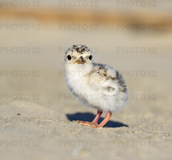 Least tern (Sternula antillarum)