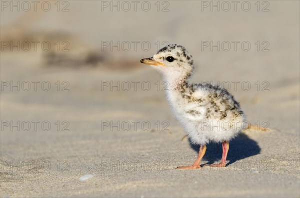 Least tern (Sternula antillarum)