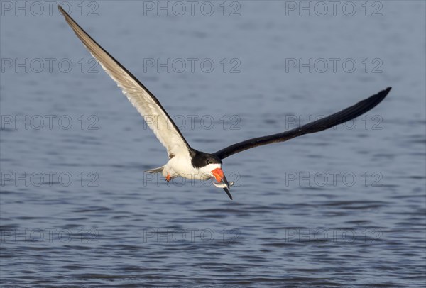 Black skimmer (Rynchops niger) flying with a caught fish over the ocean