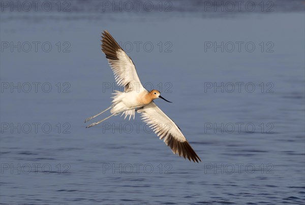 American avocet (Recurvirostra americana) flying over the ocean