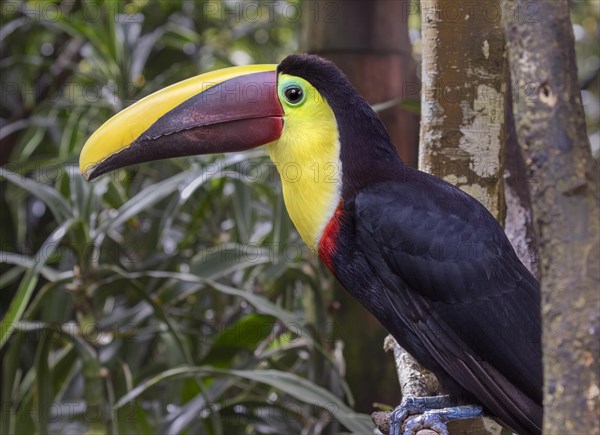 Yellow-throated toucan (Ramphastos ambiguus)