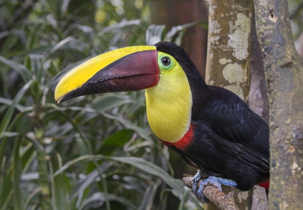 Yellow-throated toucan (Ramphastos ambiguus)