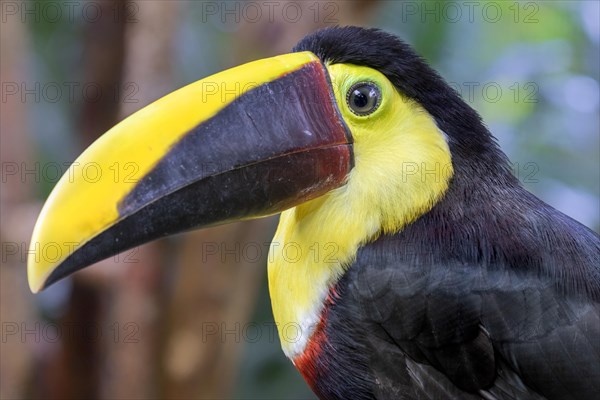 Yellow-throated toucan (Ramphastos ambiguus)