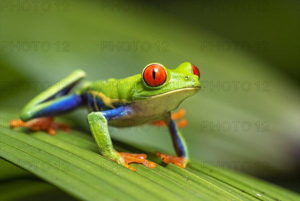 Red-eyed tree frog (Agalychnis callidryas) on a green leaf