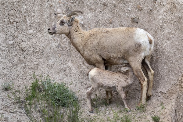 Bighorn sheep (Ovis canadensis)