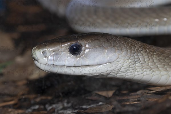 Black mamba (Dendroaspis polylepis)