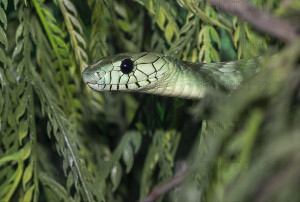 Western green mamba (Dendroaspis viridis)