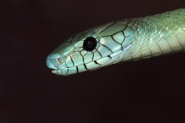 Jameson's mamba (Dendroaspis jamesoni)