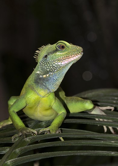 Chinese water dragon (Physignathus cocincinus) on a leaf