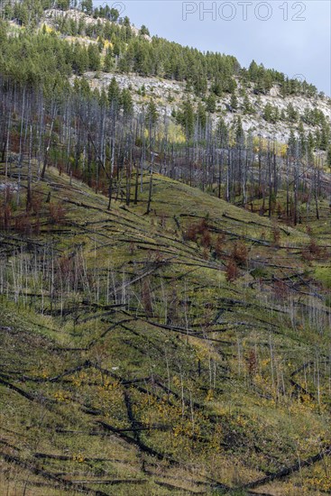 Prescribed forest fire site of 1993