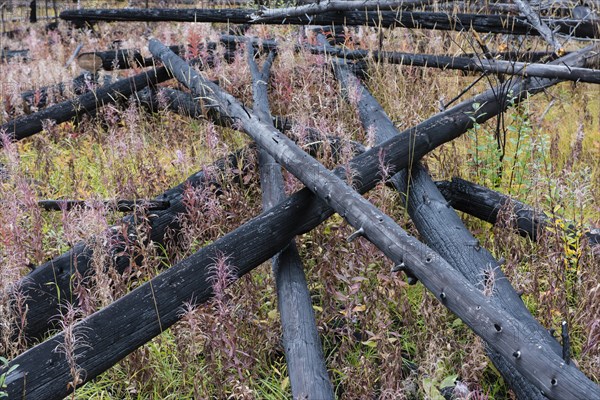 Prescribed forest fire site of 1993