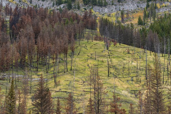 Prescribed forest fire site of 1993