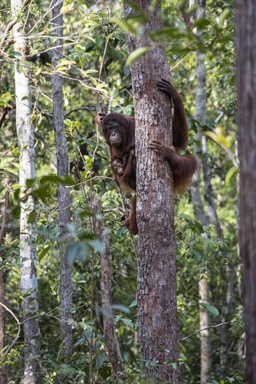 Bornean orangutan (Pongo pygmaeus)