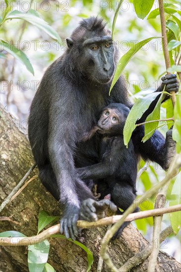 Celebes Crested Macaque (Macaca nigra)