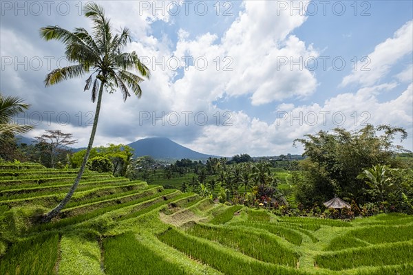 Rice terraces of Jatiluwih