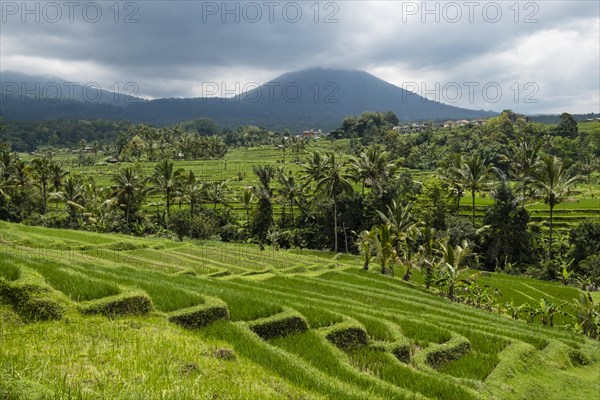 Rice terraces of Jatiluwih