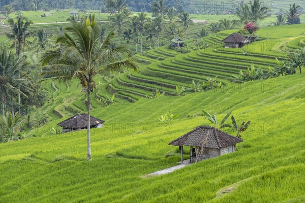 Rice terraces of Jatiluwih