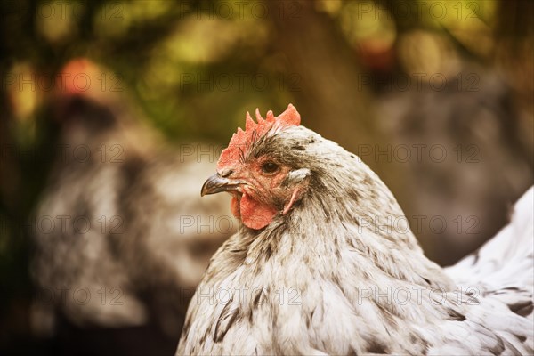 White Domestic Chicken (Gallus gallus domesticus)