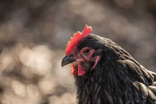 Black Domestic Chicken (Gallus gallus domesticus)