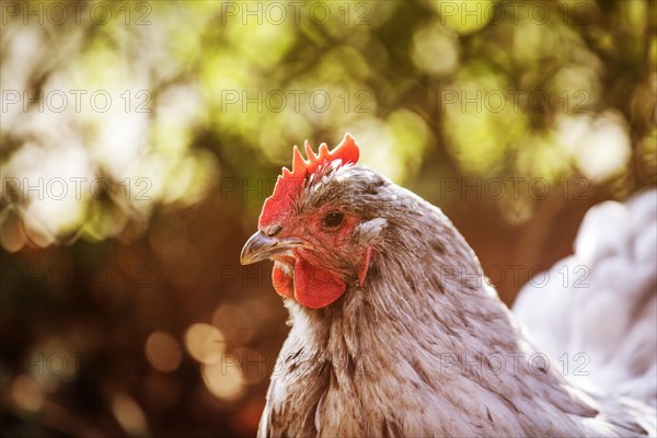 White Domestic Chicken (Gallus gallus domesticus)