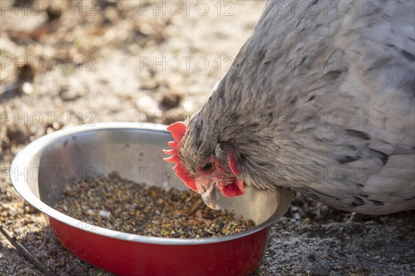 Domestic Chicken (Gallus gallus domesticus)
