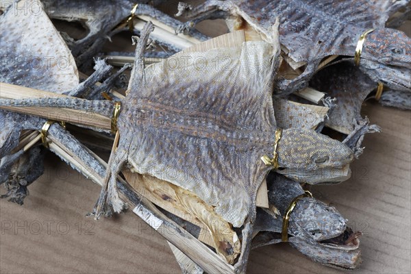 Dried gliding lizards for sale