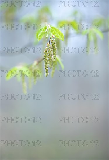 European hornbeam (Carpinus betulus)