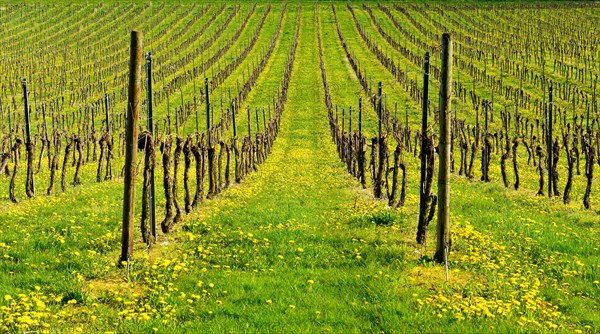 Vineyard in spring