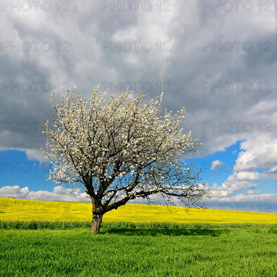 Landscape in spring