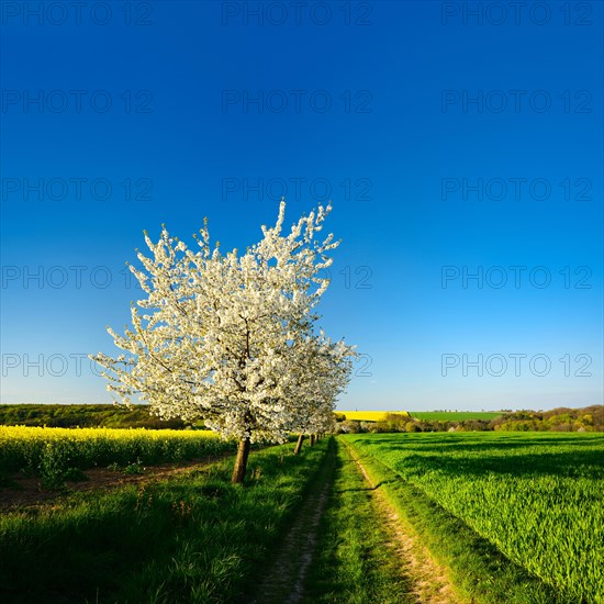 Field path through fields in spring