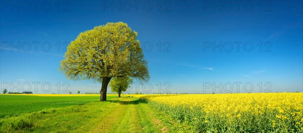 Cultural landscape in spring