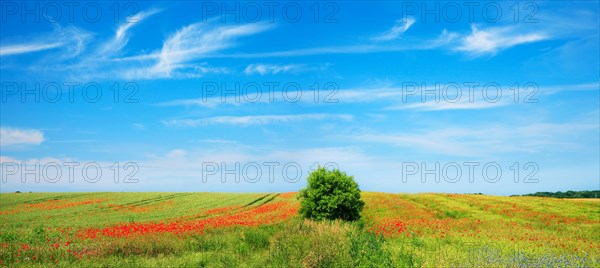 Grain field with poppies