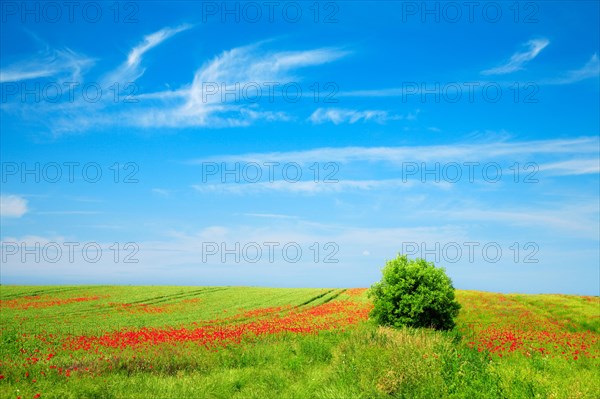 Grain field with poppies