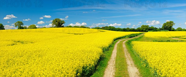 Panorama