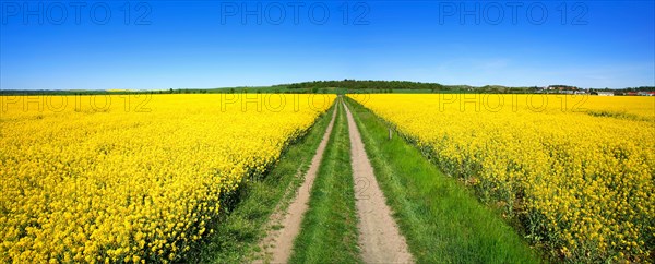 Field path through flowering rape field under blue sky