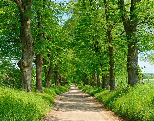 Dirt road through linden avenue in spring